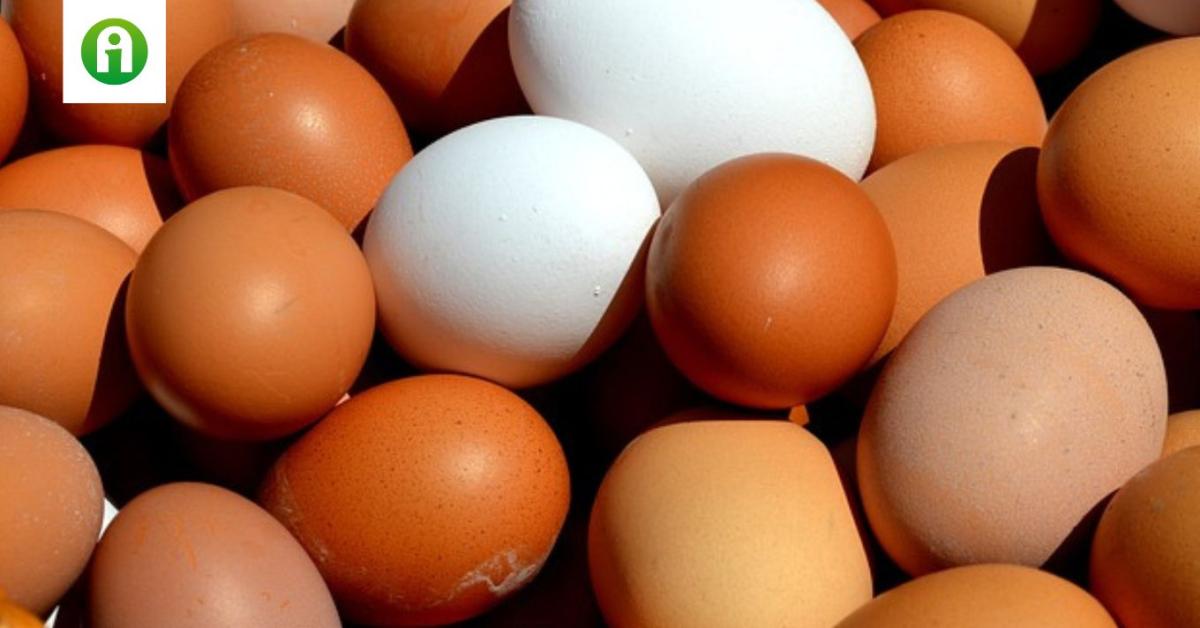 A repcében lévő fehérje (puratein) a tojást is helyettesítheti A repcében lévő fehérje (puratein) a tojást is helyettesítheti