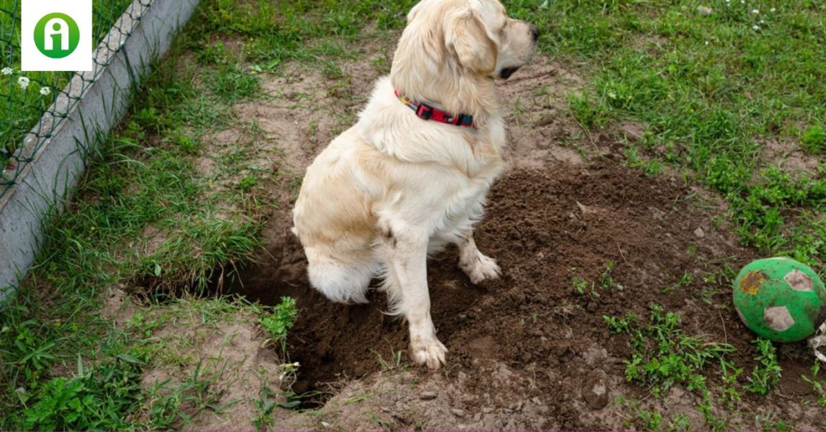 Mit tehetsz, ha a szomszéd kutyája kárt tesz a kertedben? Mit tehetsz, ha a szomszéd kutyája kárt tesz a kertedben?