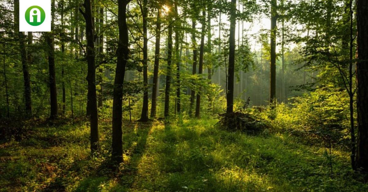 A szélsőséges időjárás az európai erdőket sem kíméli