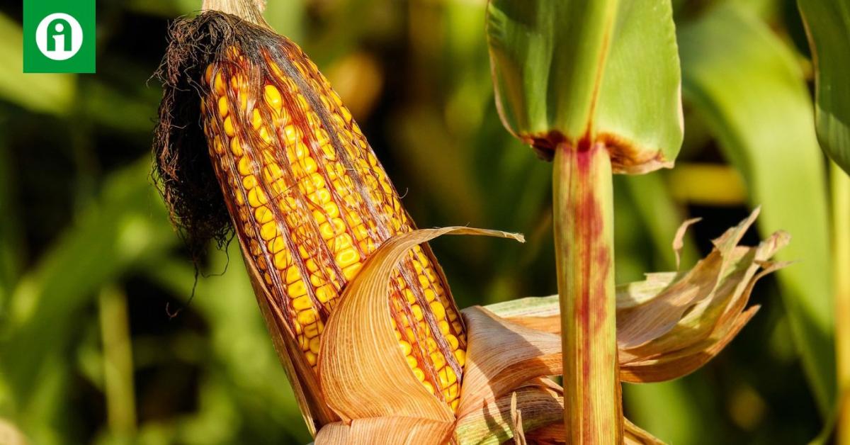 Az aflatoxin miatt nem veszik át a kukoricát, bajban a termelők