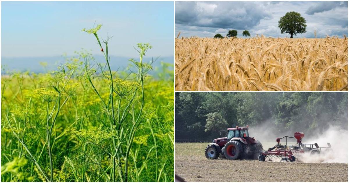 Mit érdemes most termeszteni, és mik az agrárium legnagyobb kihívásai? Mit érdemes most termeszteni, és mik az agrárium legnagyobb kihívásai?