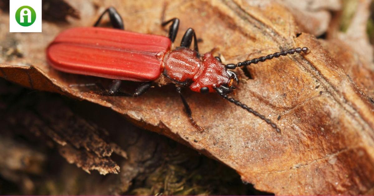 Ennek a bogárnak a testében fagyálló fehérjék vannak, így az extrém hideget is könnyen átvészeli Ennek a bogárnak a testében fagyálló fehérjék vannak, így az extrém hideget is könnyen átvészeli