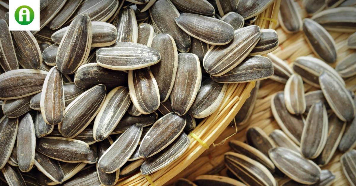 Újabb csúcson a napraforgómag termelői ára