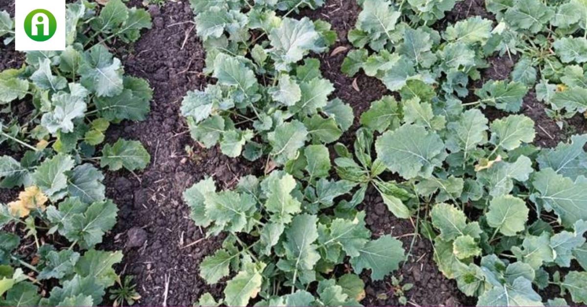 Növényvédelmi előrejelzés: Sokasodnak a kártevők!