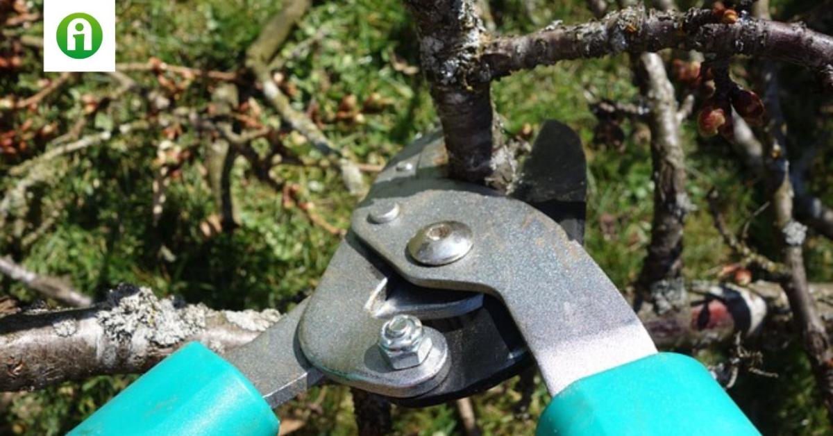 Miért fontos a koronaritkító metszés? Miért fontos a koronaritkító metszés?