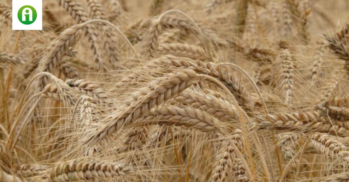 Varga Mihály: kiállunk a magyar gazdák érdekei mellett Varga Mihály: kiállunk a magyar gazdák érdekei mellett