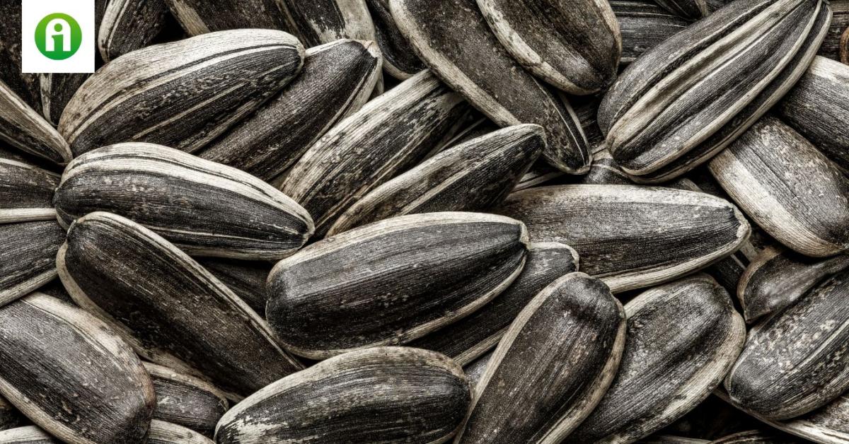 Brutális emelkedésben a napraforgómag termelői ára