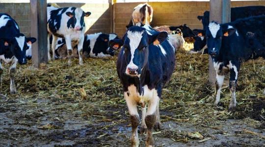 Vendégmunkások fejik a teheneket egy 950 fős magyar faluban