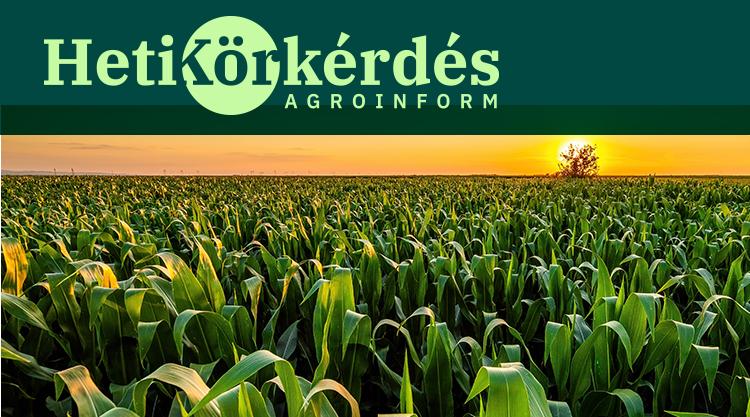2025-ben bemutatkozó új kukoricák – Heti Körkérdés 2025-ben bemutatkozó új kukoricák – Heti Körkérdés