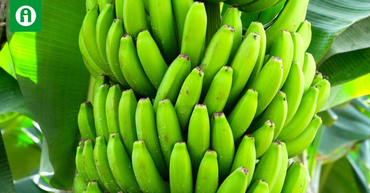 Miért görbe a banán – te tudod? Miért görbe a banán – te tudod?