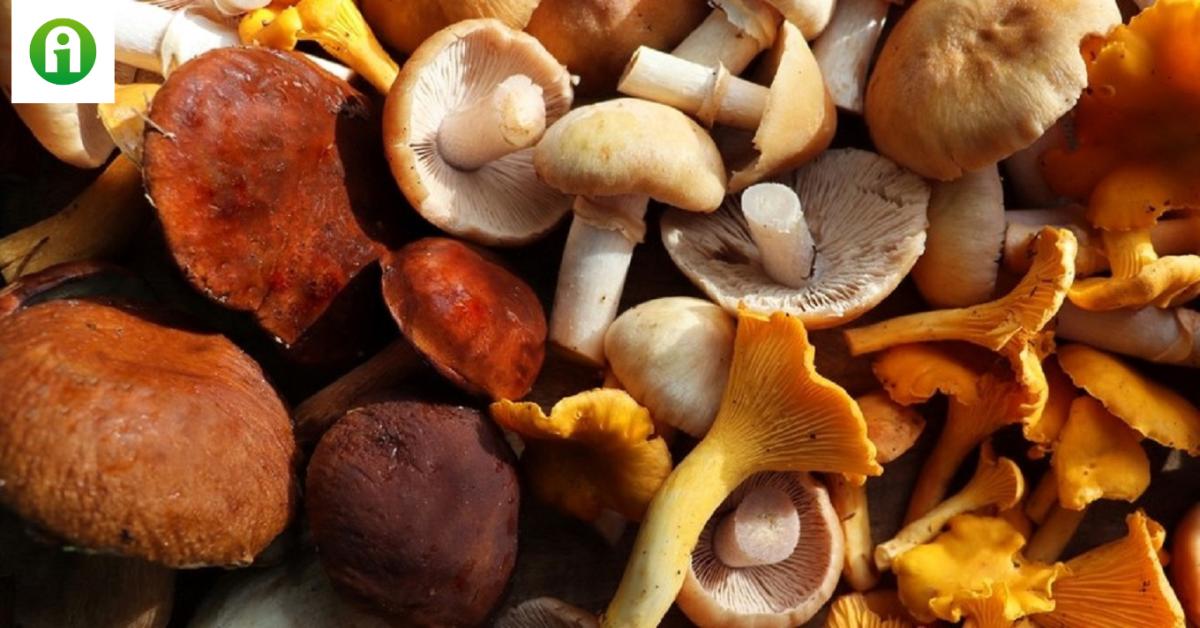 Ennyire egyszerű! Ezzel a trükkel a gomba hosszan megtartja az állagát és az ízét!