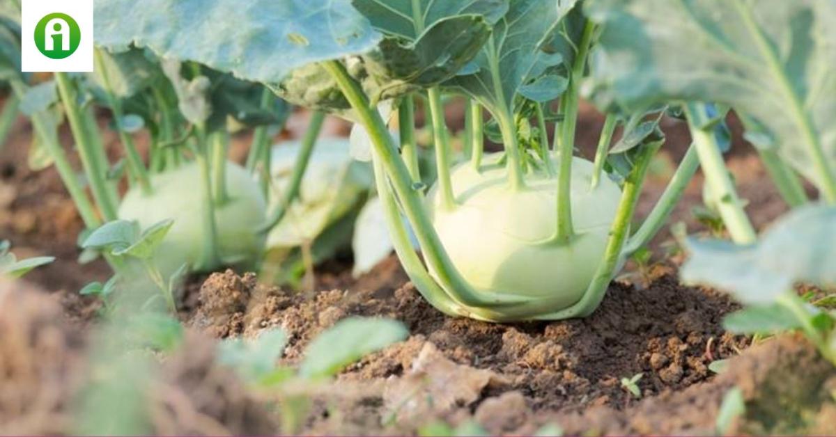 Ezeket a hibákat ne kövesd el a karalábétermesztés során
