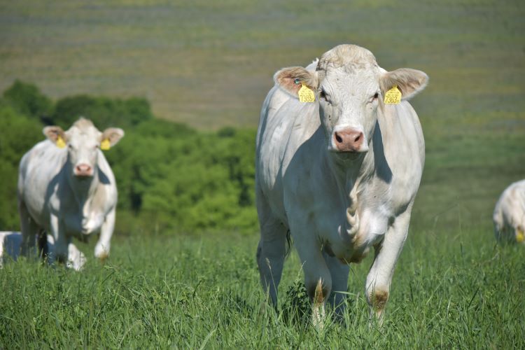 charolais