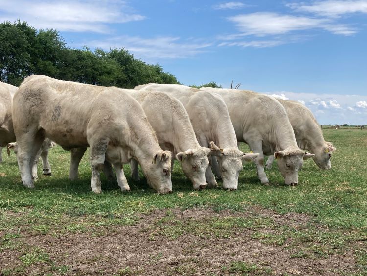 charolais