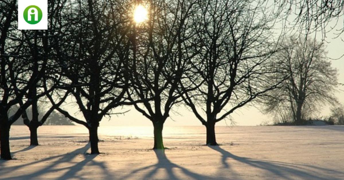 A kártevők télen sem pihennek – mit tehetsz ellenük?