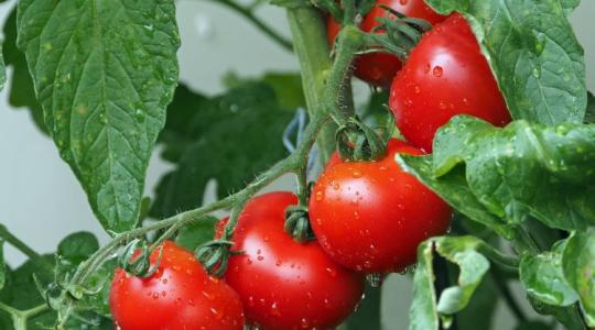 Egy új paradicsomfajta utat nyithat az aszálytűrő növények felé