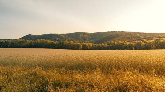 Íme az új Agrár-erdészeti rendszerek telepítése pályázat