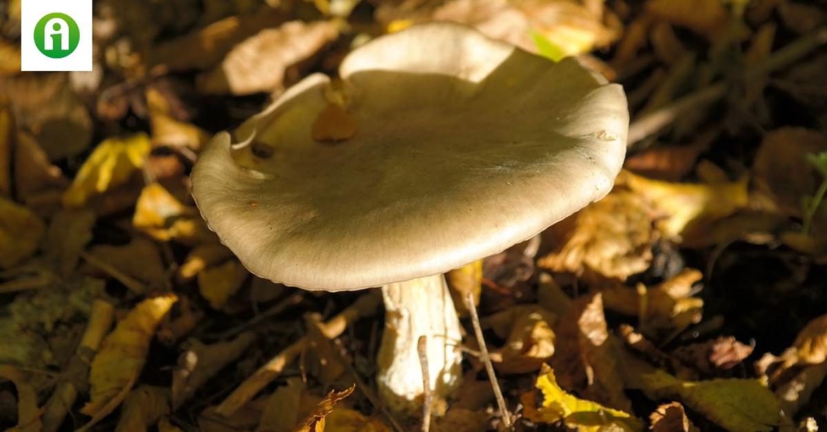 Hivatalos! Mérgező gomba került a gombalevesbe