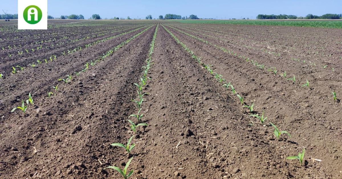 Kukoricatermesztés TIMAC AGRO technológiával