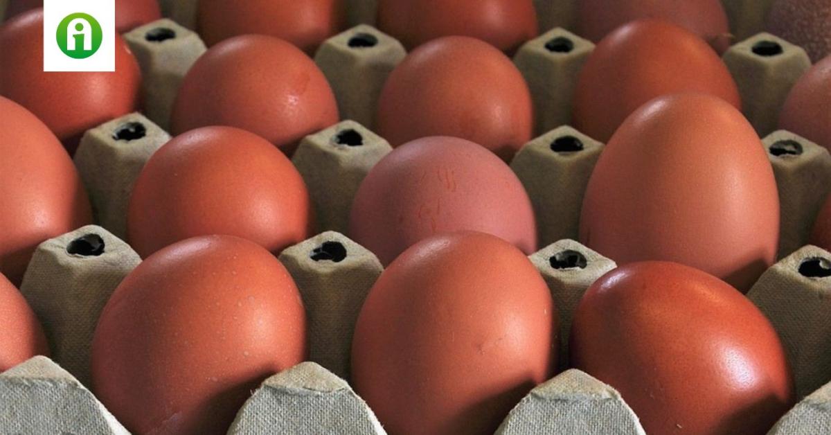 12 raklapnyi tojást kell megsemmisíteni