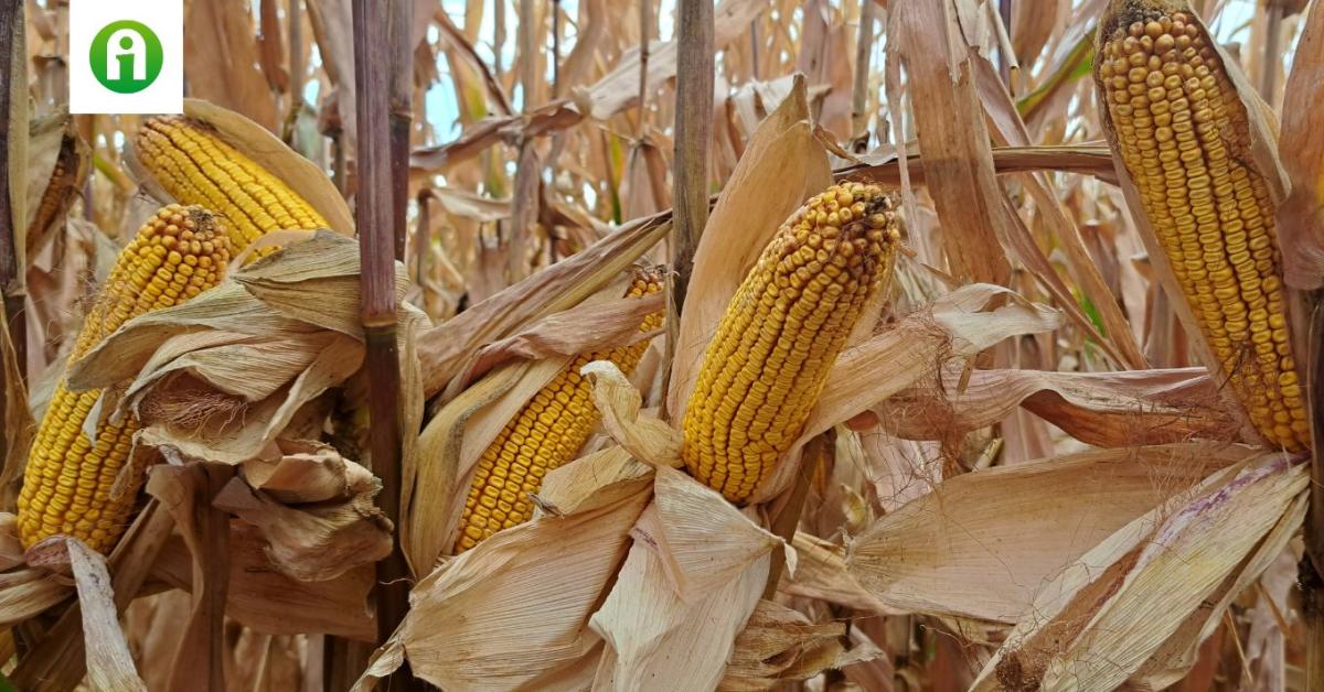 20,8 t/ha termés kukoricában, komplex ismeretek a Syngenta hibridekről