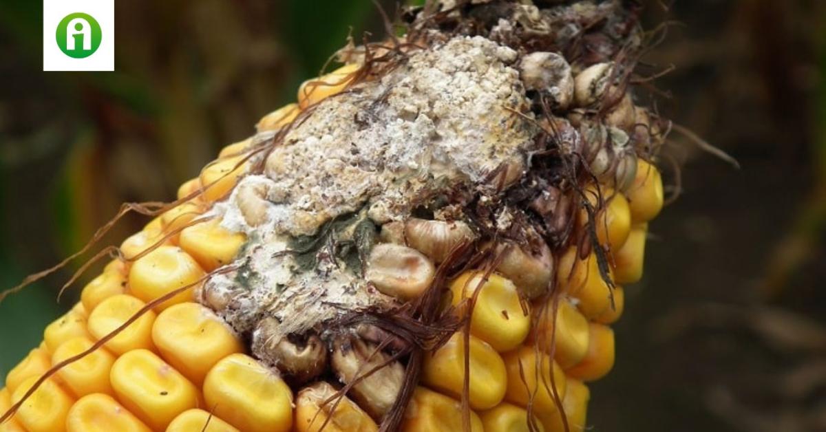 Toxinkérdés növényvédős szemmel Toxinkérdés növényvédős szemmel