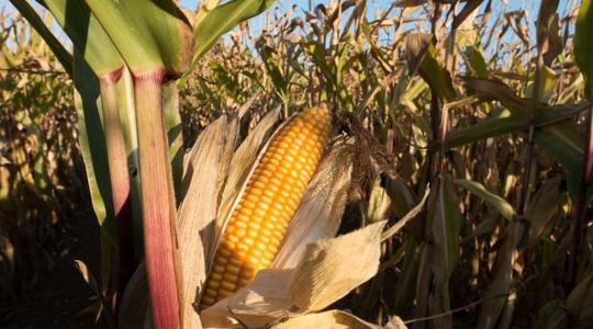 Ha támad az aflatoxin – mit tehetünk ellene? 