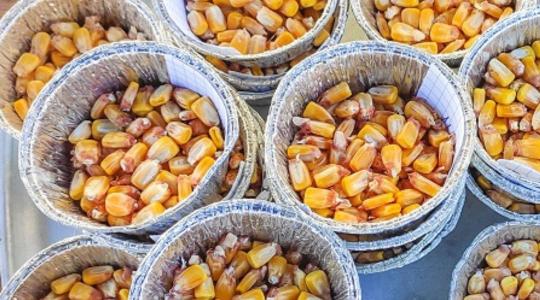 Hogyan védjük a kukoricát a rákkeltő aflatoxintól? 