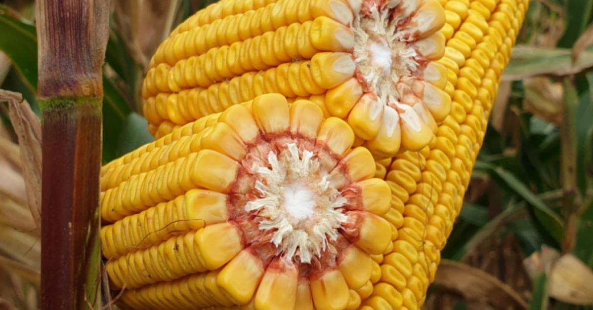 Így kukoricázz az Agromaggal!