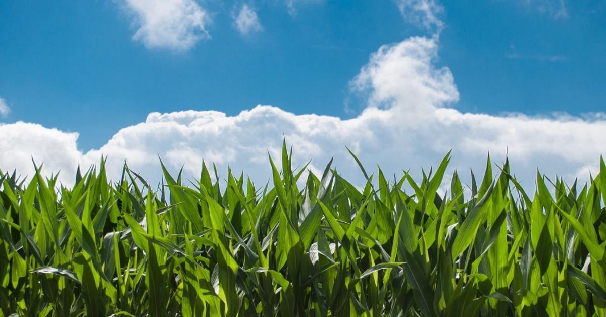 Semmit sem teszünk az aflatoxin ellen?