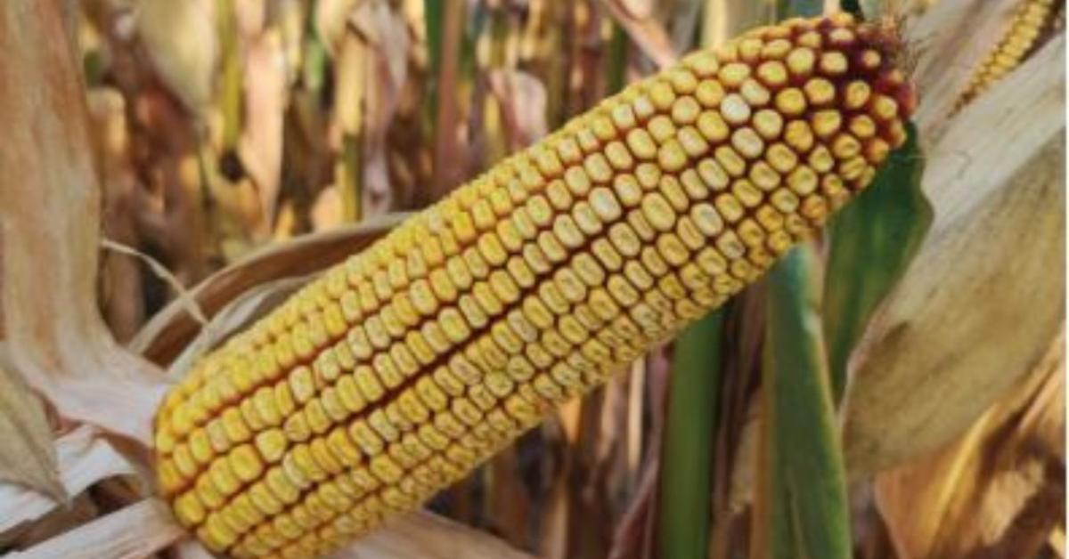 Újabb aszályos évjárat, újabb érvek az LG Danubia hibridek mellett Újabb aszályos évjárat, újabb érvek az LG Danubia hibridek mellett