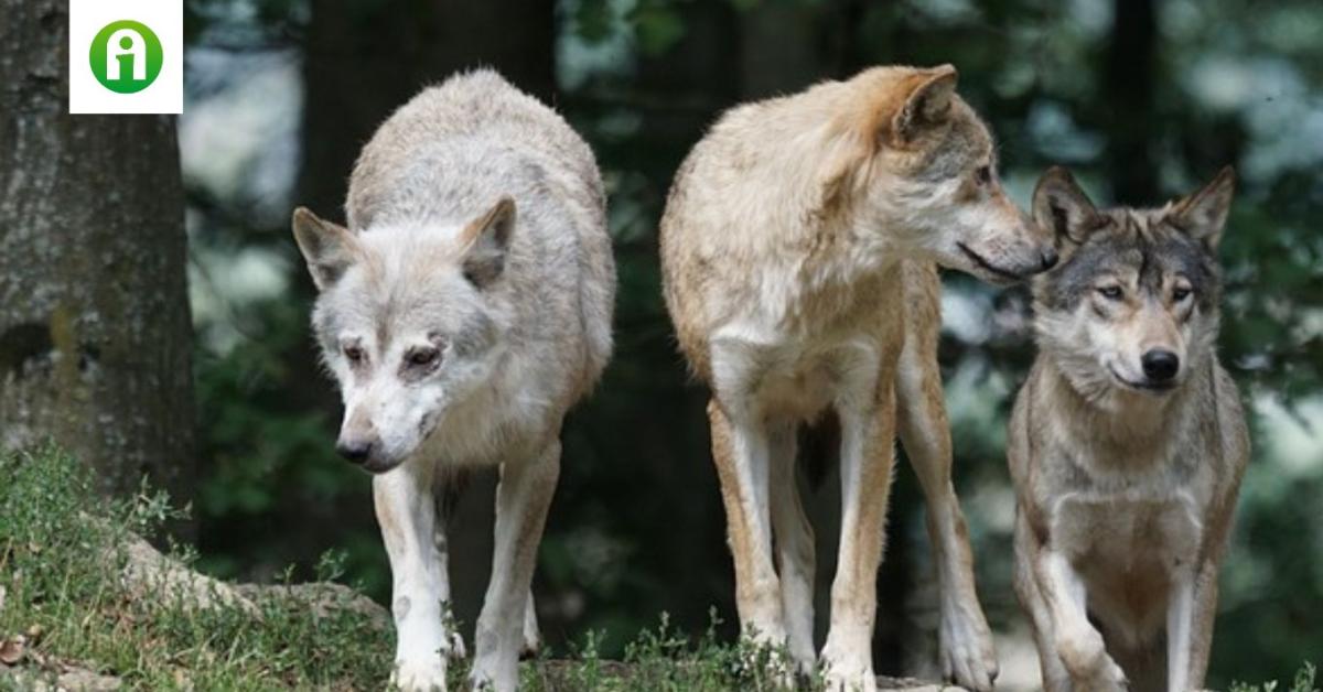 Újra célkeresztbe kerültek a farkasok Újra célkeresztbe kerültek a farkasok