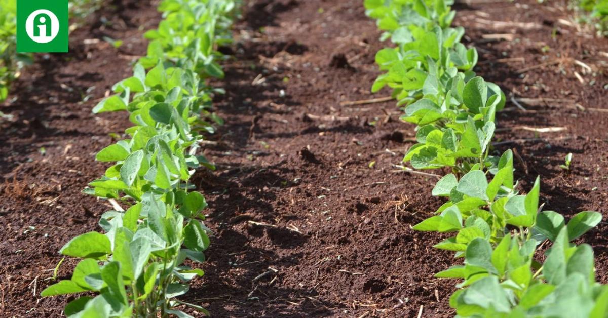 Ennek a növénynek a termőterülete nagyot bővülhet 2025-ben!