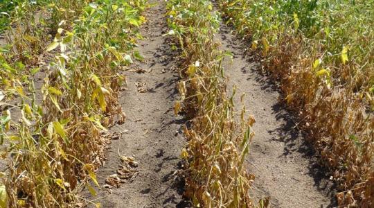 Új kórokozó a szójában!