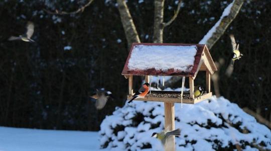 Február végéig tart a Nagy Téli Madárles