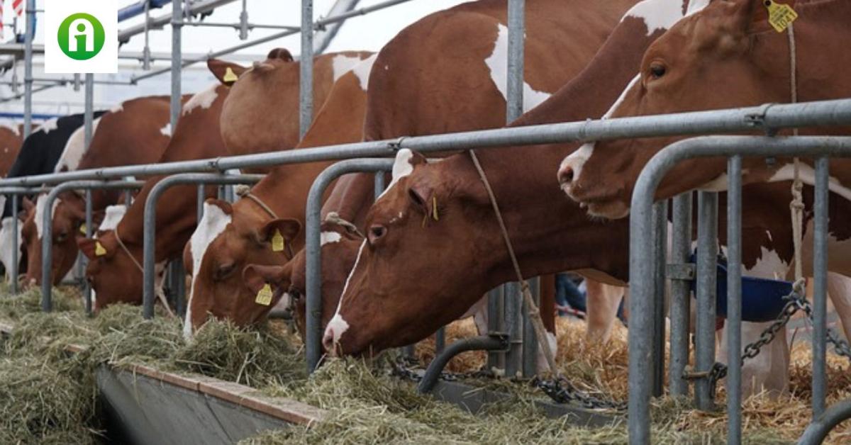Szükségállapotot hirdettek a járvány terjedése miatt