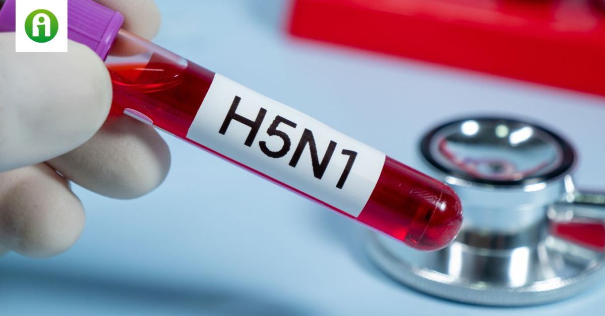 Halálos áldozata van a madárinfluenza fertőzésnek. Újabb pandémia jöhet? Halálos áldozata van a madárinfluenza fertőzésnek. Újabb pandémia jöhet?