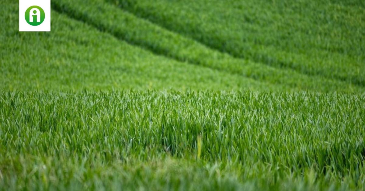 Az őszi búza fejlődése hónapról hónapra