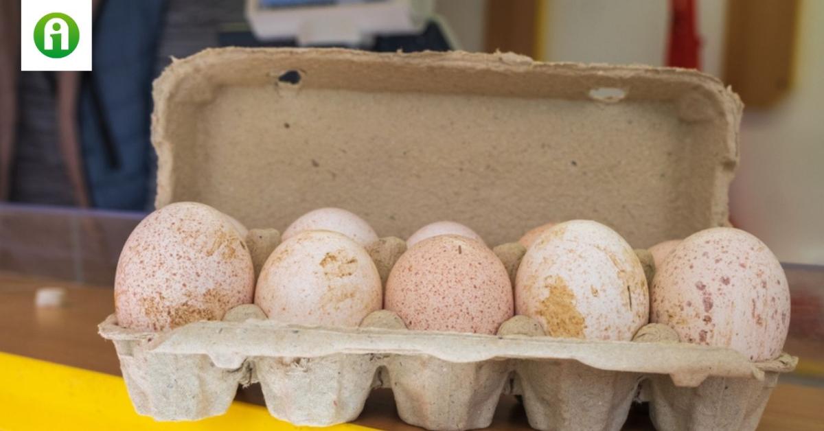 Miért nem eszünk soha pulyka- és kacsatojást? Miért nem eszünk soha pulyka- és kacsatojást?