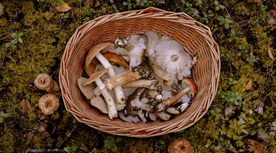 Depresszió kezelése: a varázsgomba lehet a megoldás?