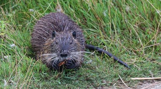 A nutria agresszív terjedése egyre nagyobb méreteket ölt