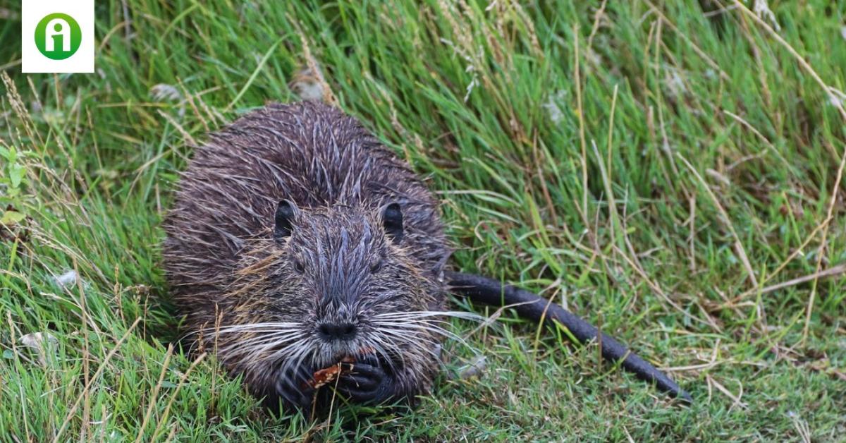 A nutria agresszív terjedése egyre nagyobb méreteket ölt A nutria agresszív terjedése egyre nagyobb méreteket ölt