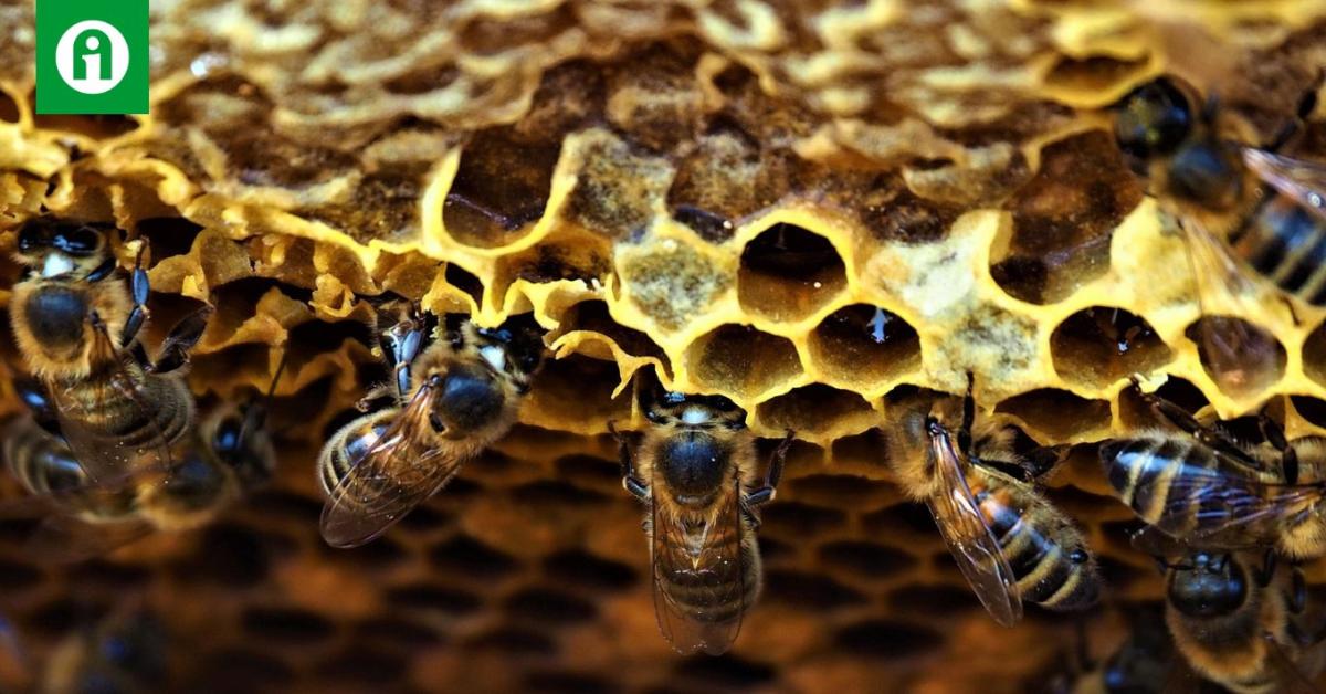Betömtek egy piaci rést: létezik már viagrás méz is Betömtek egy piaci rést: létezik már viagrás méz is
