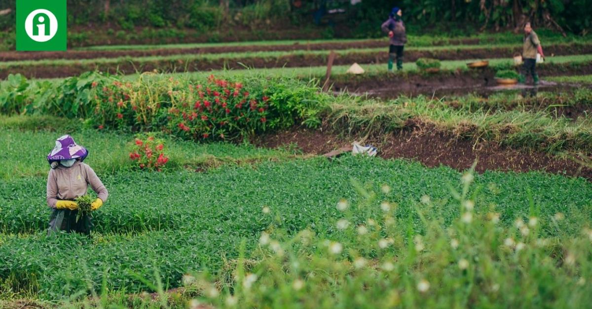 Vendégmunkások: már a filippínók se maradnak Vendégmunkások: már a filippínók se maradnak
