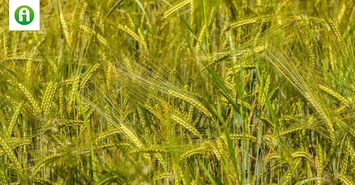 Felfedezték azt a növényt, ami megváltoztathatja a szántóföldi termesztést Felfedezték azt a növényt, ami megváltoztathatja a szántóföldi termesztést