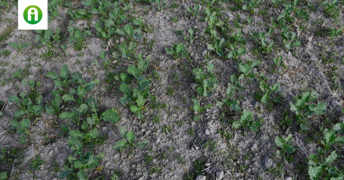 Készüljünk a tavaszra – mindent a repce termésbiztonságáért!