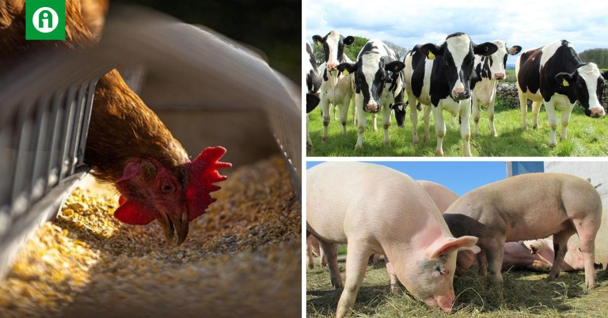 Jövedelmezővé vált az állattenyésztés