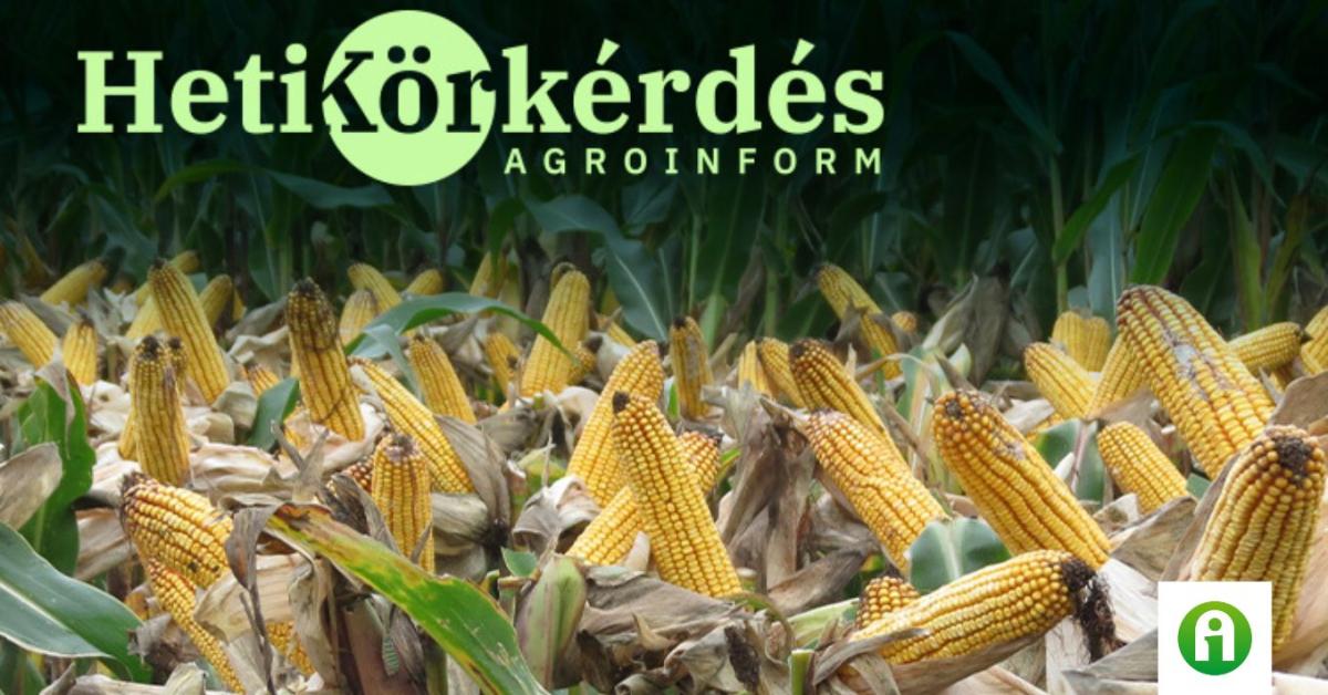 Húzzuk szét az érésidőket kukoricában! – Heti Körkérdés