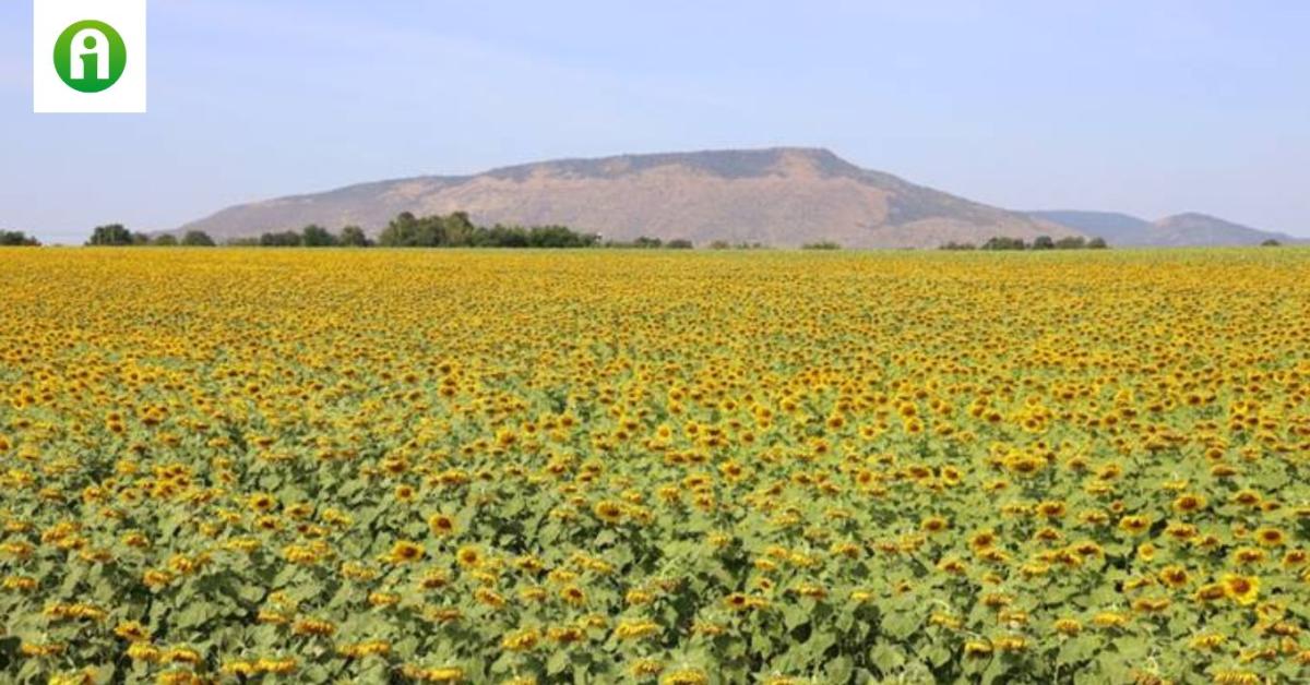 Megváltozott napraforgóban a betegségprioritás Megváltozott napraforgóban a betegségprioritás