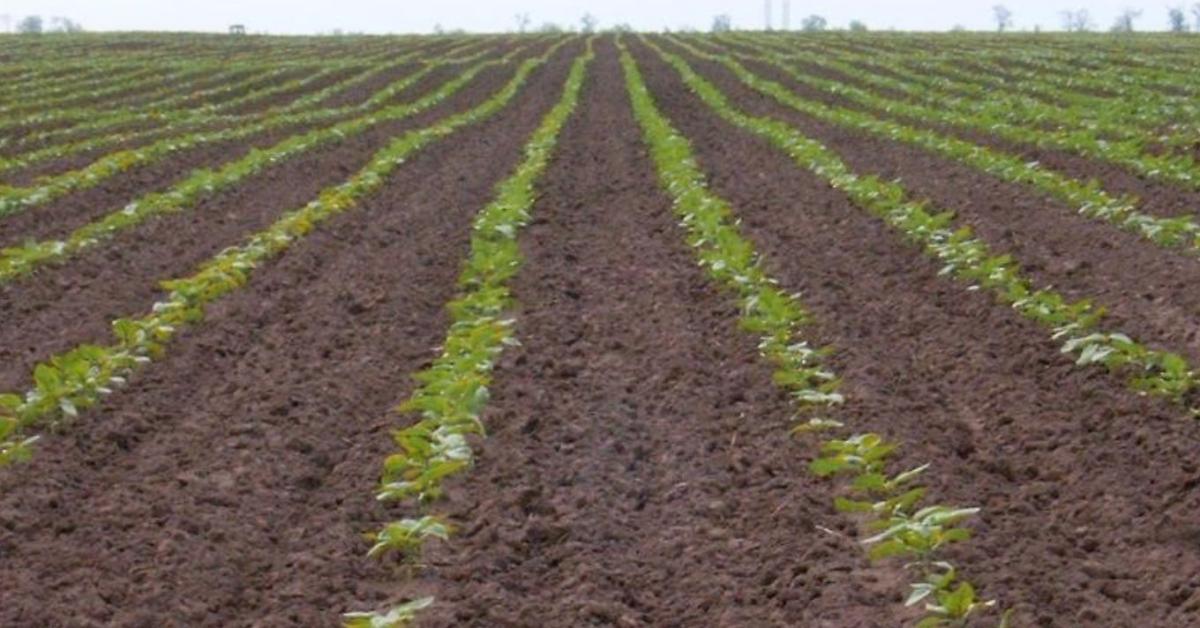 Sumi Agro napraforgó-technológia A-tól Z-ig Sumi Agro napraforgó-technológia A-tól Z-ig